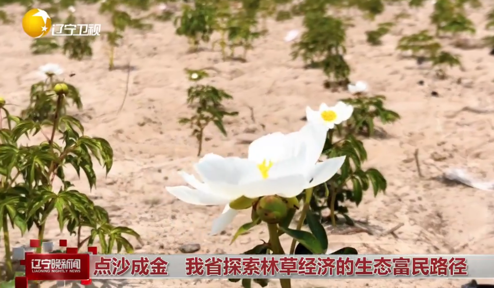 点沙成金 我省探索林草经济的生态富民路径
